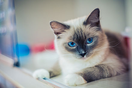 Well groomed Ragdoll cat with amazing blue eyes lying down